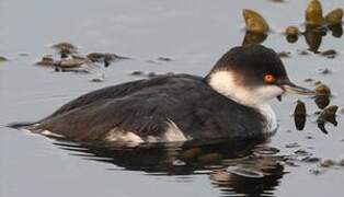 Black-necked Grebe