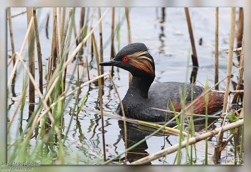 Black-necked Grebe, habitat, pigmentation