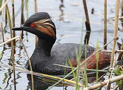 Black-necked Grebe