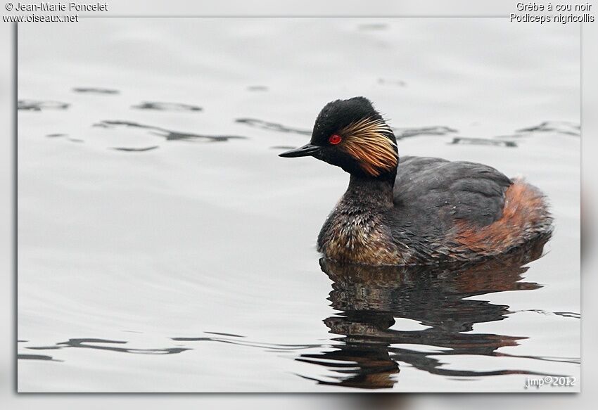 Black-necked Grebe