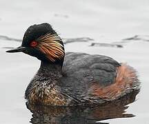 Black-necked Grebe