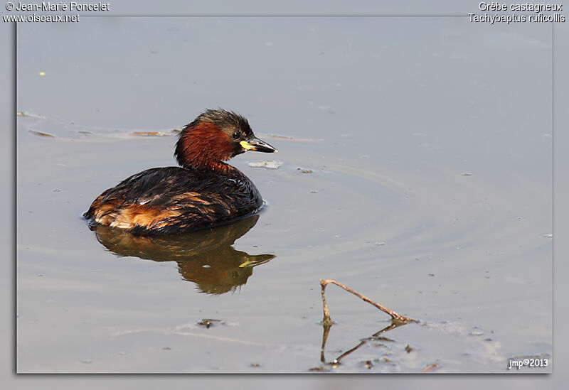 Little Grebe