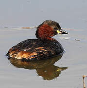 Little Grebe