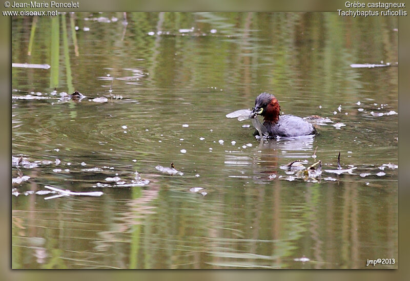 Little Grebe