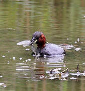 Little Grebe