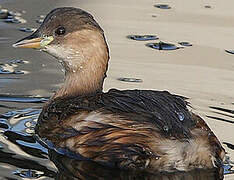 Little Grebe