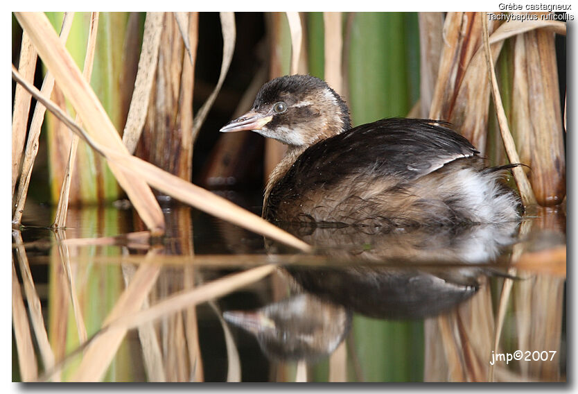 Little Grebe