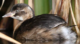 Little Grebe