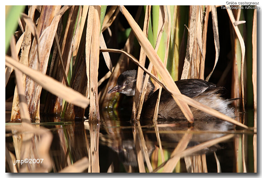 Little Grebe