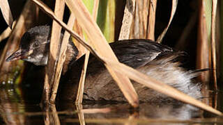 Little Grebe