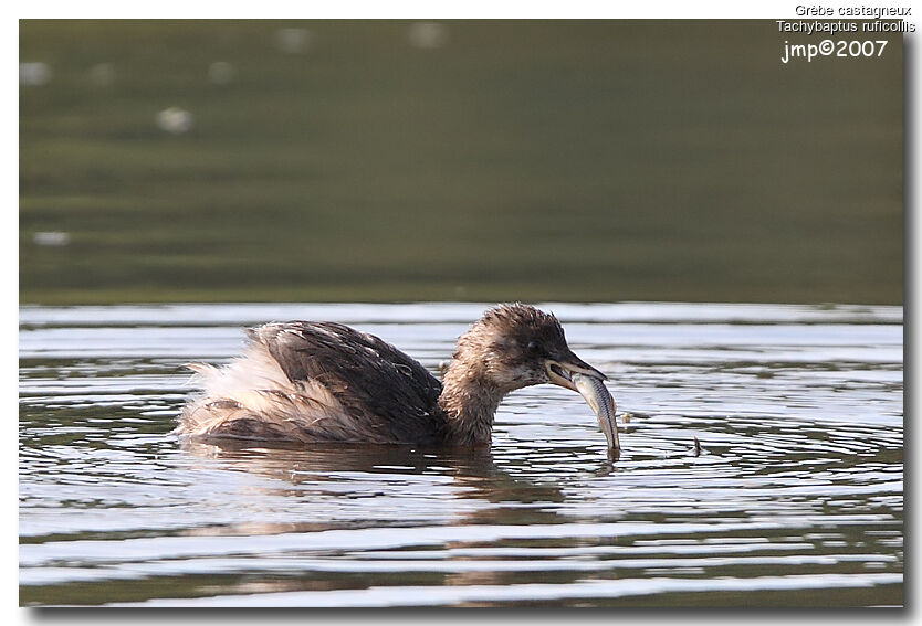 Little Grebe