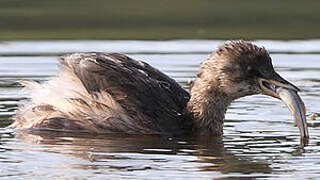 Little Grebe