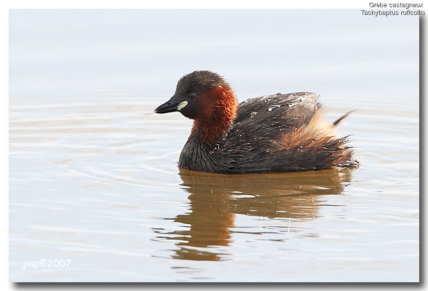 Little Grebe