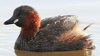 Little Grebe