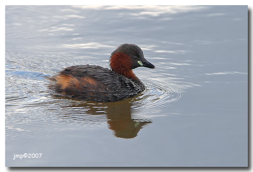 Little Grebe