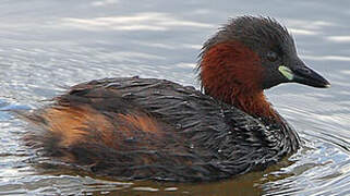 Little Grebe