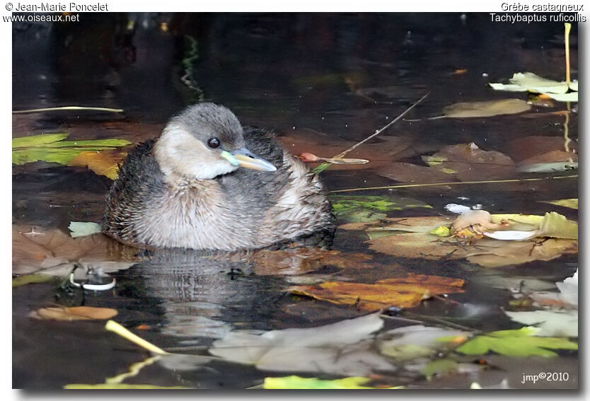 Little Grebe