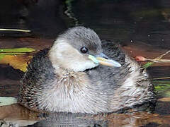 Little Grebe