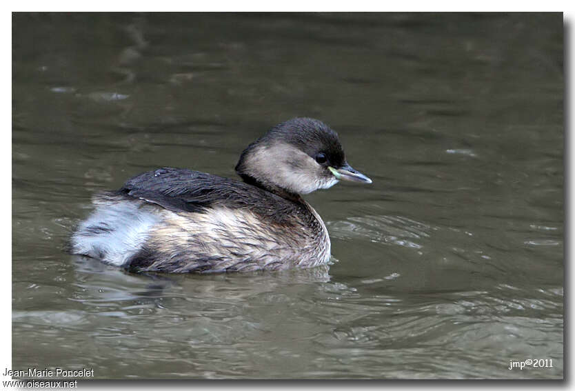 Little Grebeadult post breeding, identification