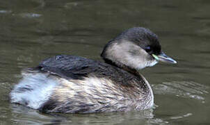 Little Grebe