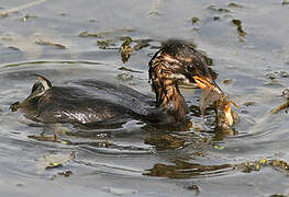 Little Grebe