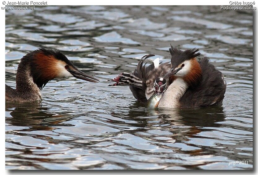 Great Crested Grebe