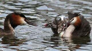 Great Crested Grebe