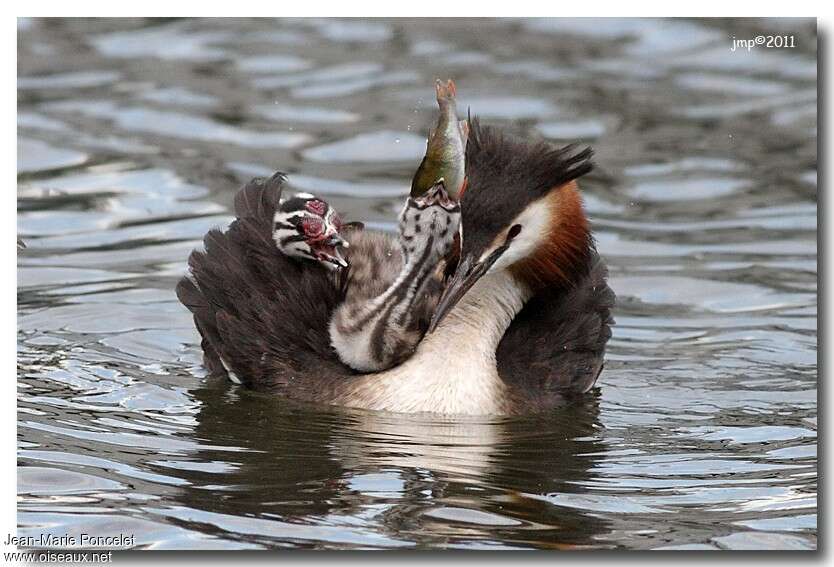 Great Crested Grebe, eats