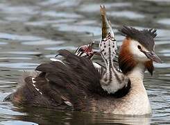 Great Crested Grebe