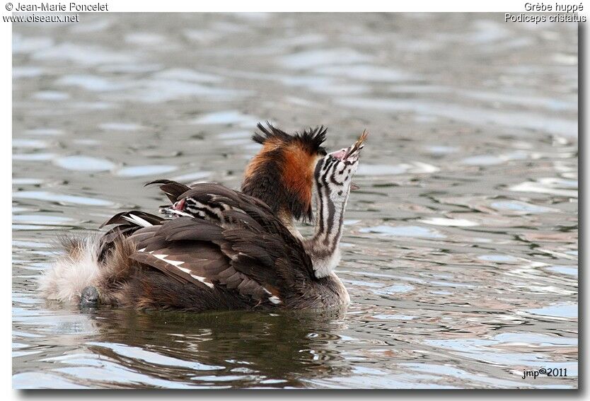 Great Crested Grebe