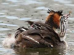 Great Crested Grebe