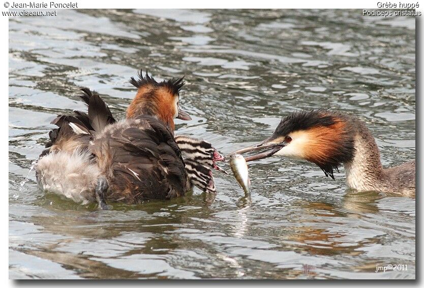 Great Crested Grebe