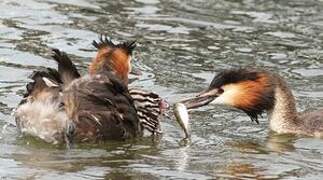 Great Crested Grebe