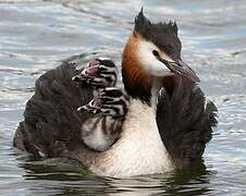 Great Crested Grebe