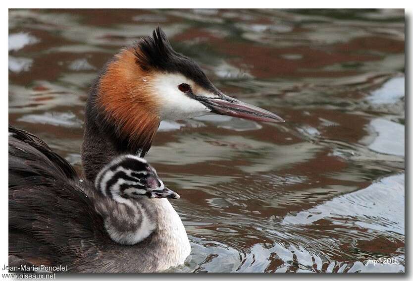 Great Crested Grebe, Behaviour