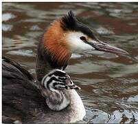 Great Crested Grebe