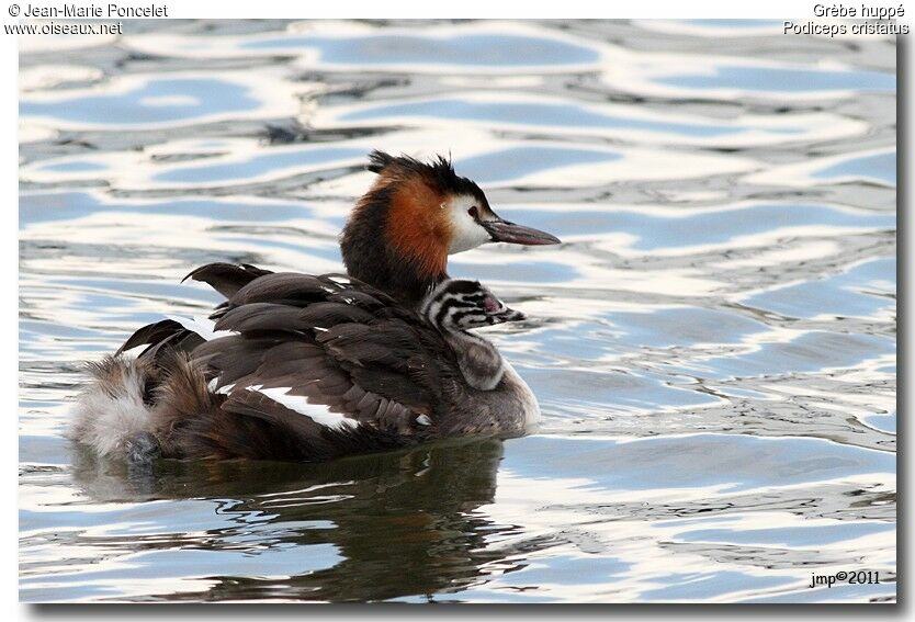 Great Crested Grebe