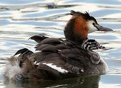 Great Crested Grebe