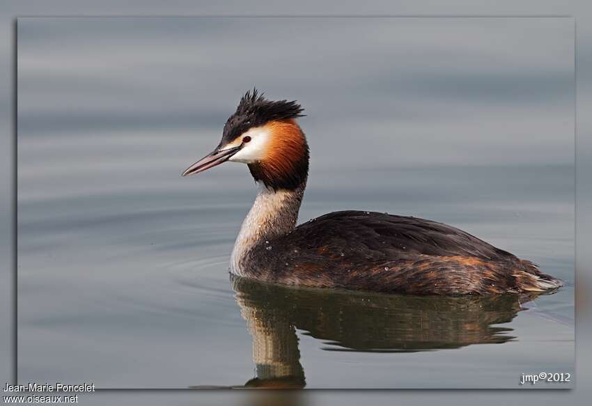 Great Crested Grebeadult, identification