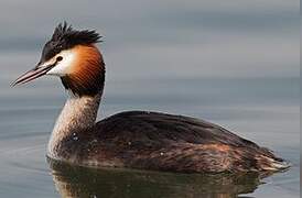 Great Crested Grebe