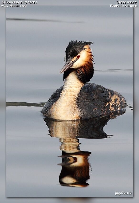 Great Crested Grebe