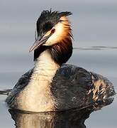 Great Crested Grebe