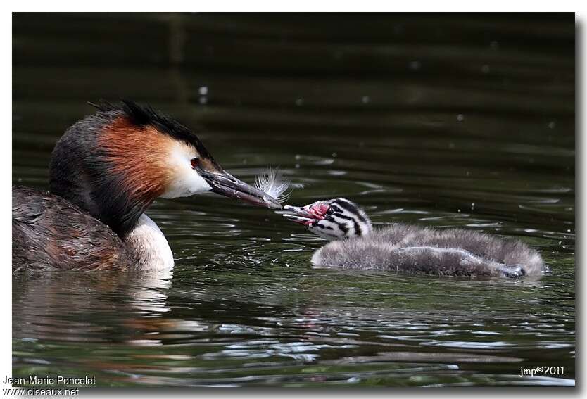 Great Crested Grebe, Behaviour