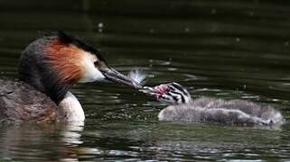 Great Crested Grebe