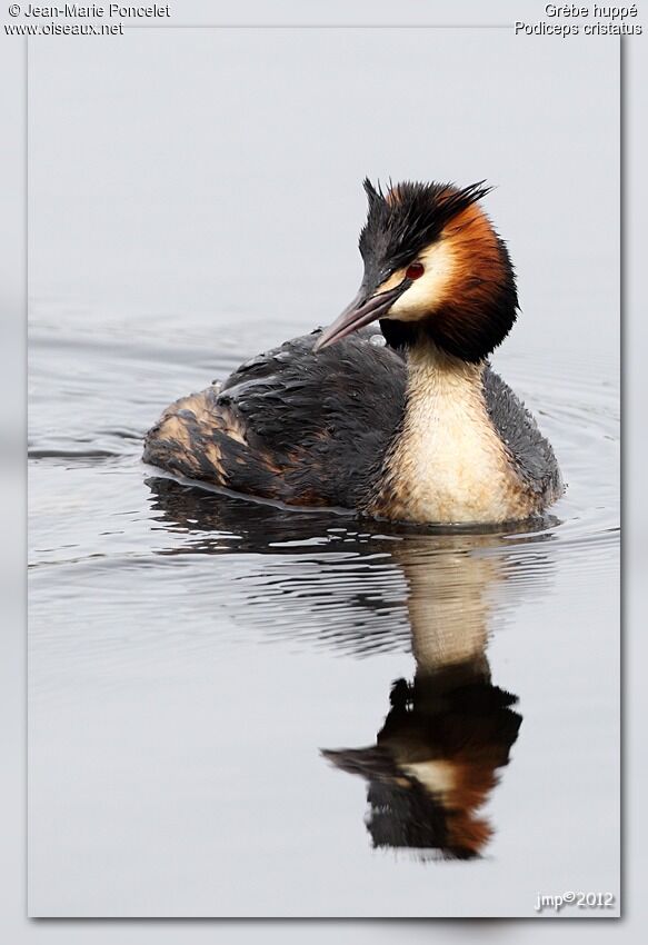 Great Crested Grebe