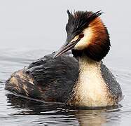 Great Crested Grebe