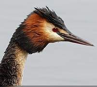 Great Crested Grebe