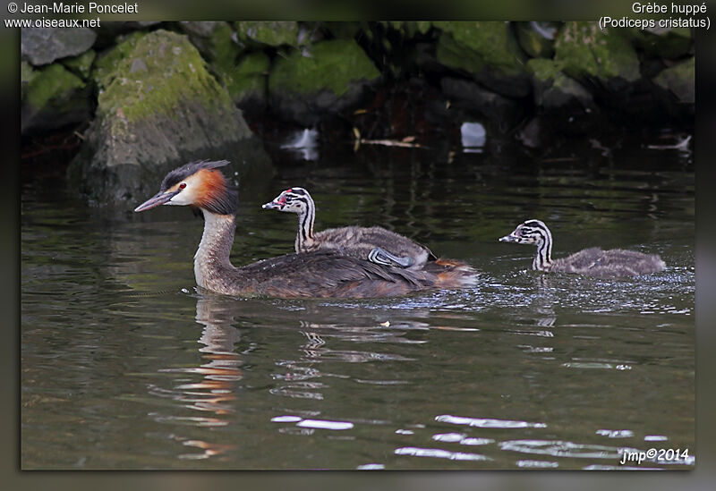 Great Crested Grebe