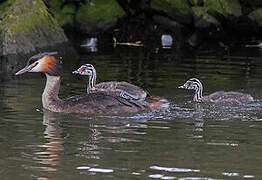 Great Crested Grebe