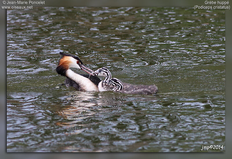 Great Crested Grebe